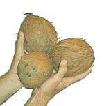 animasi-bergerak-kelapa-0013