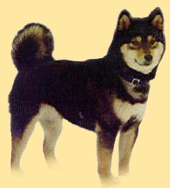 animasi-bergerak-anjing-shiba-0036