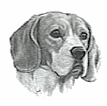 animasi-bergerak-anjing-beagle-0003