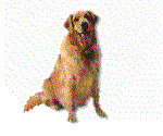 animasi-bergerak-anjing-golden-retriever-0003