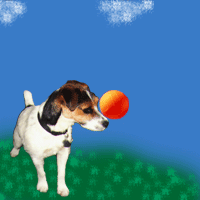 animasi-bergerak-anjing-terrier-jack-russell-0012