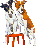 animasi-bergerak-anjing-terrier-jack-russell-0016