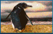 animasi-bergerak-penguin-0083