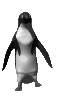 animasi-bergerak-penguin-0089