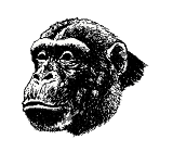 animasi-bergerak-simpanse-0011