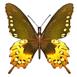 animasi-bergerak-kupu-kupu-0254