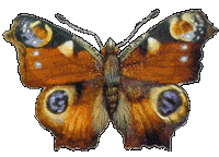 animasi-bergerak-kupu-kupu-0298