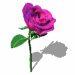 animasi-bergerak-bunga-mawar-0008