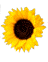 animasi-bergerak-bunga-matahari-0015