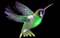 animasi-bergerak-burung-kolibri-0017