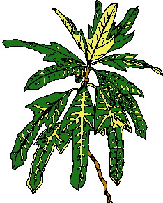animasi-bergerak-dedaunan-0003