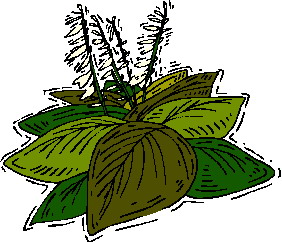 Dedaunan: Gif Gambar Animasi & Animasi Bergerak - 100% GRATIS!