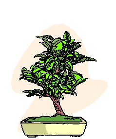 animasi-bergerak-pohon-bonsai-0006
