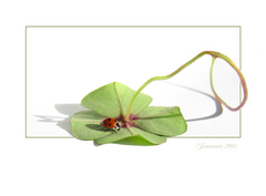 animasi-bergerak-semanggi-berdaun-empat-0085