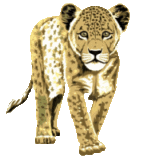 animasi-bergerak-macan-tutul-0014