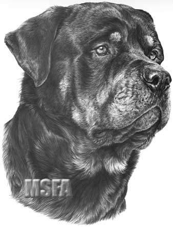 animasi-bergerak-anjing-rottweiler-0012