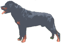animasi-bergerak-anjing-rottweiler-0063