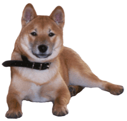 animasi-bergerak-anjing-shiba-0010