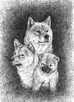 animasi-bergerak-anjing-shiba-0018