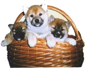 animasi-bergerak-anjing-shiba-0019