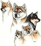 animasi-bergerak-anjing-shiba-0027
