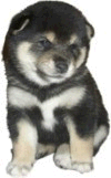 animasi-bergerak-anjing-shiba-0028