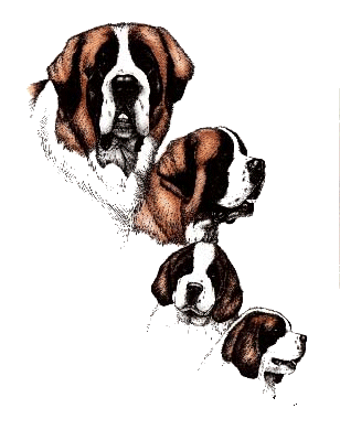 animasi-bergerak-anjing-st-bernard-0010