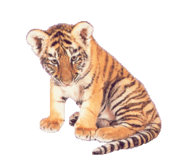 animasi-bergerak-macan-0024