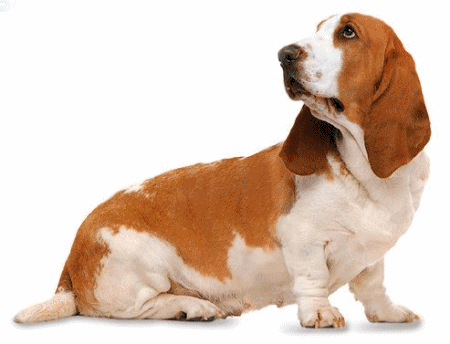 animasi-bergerak-anjing-basset-hound-0009