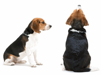 animasi-bergerak-anjing-beagle-0022