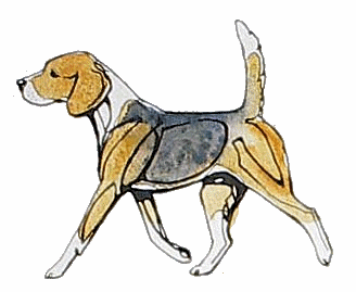 animasi-bergerak-anjing-beagle-0028