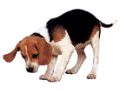 animasi-bergerak-anjing-beagle-0031