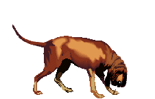 animasi-bergerak-anjing-bloodhound-0008