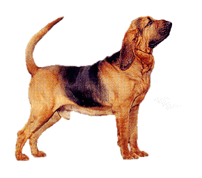 animasi-bergerak-anjing-bloodhound-0035