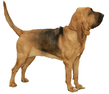 animasi-bergerak-anjing-bloodhound-0036