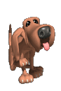 animasi-bergerak-anjing-bloodhound-0037