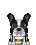 animasi-bergerak-anjing-boston-terriers-0012