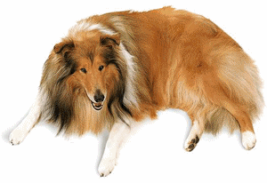 animasi-bergerak-anjing-collie-0024