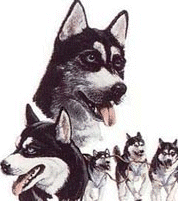 animasi-bergerak-anjing-husky-0001