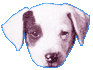 animasi-bergerak-anjing-terrier-jack-russell-0010