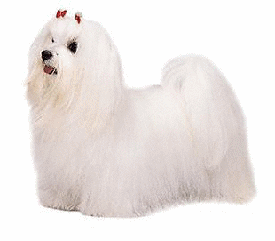 animasi-bergerak-anjing-maltese-0024