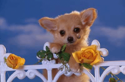 animasi-bergerak-anak-anjing-0021