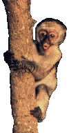 animasi-bergerak-monyet-kera-0186