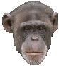 animasi-bergerak-monyet-kera-0270