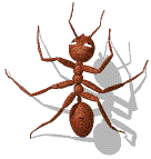 animasi-bergerak-semut-0039
