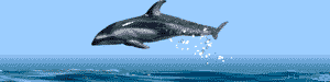 animasi-bergerak-ikan-lumba-lumba-0052