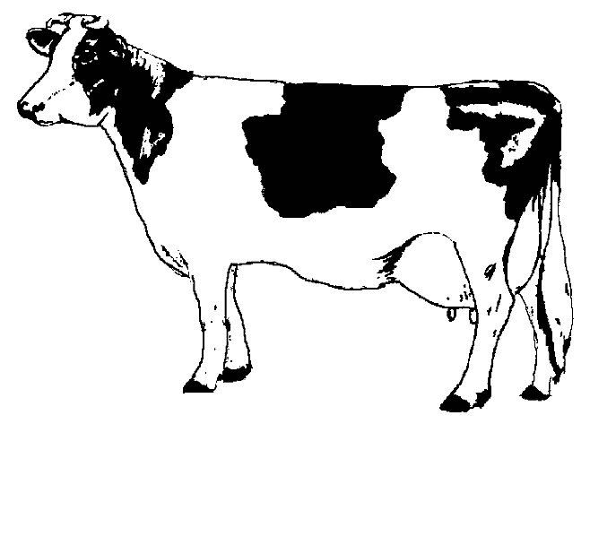 animasi-bergerak-mewarnai-sapi-0001
