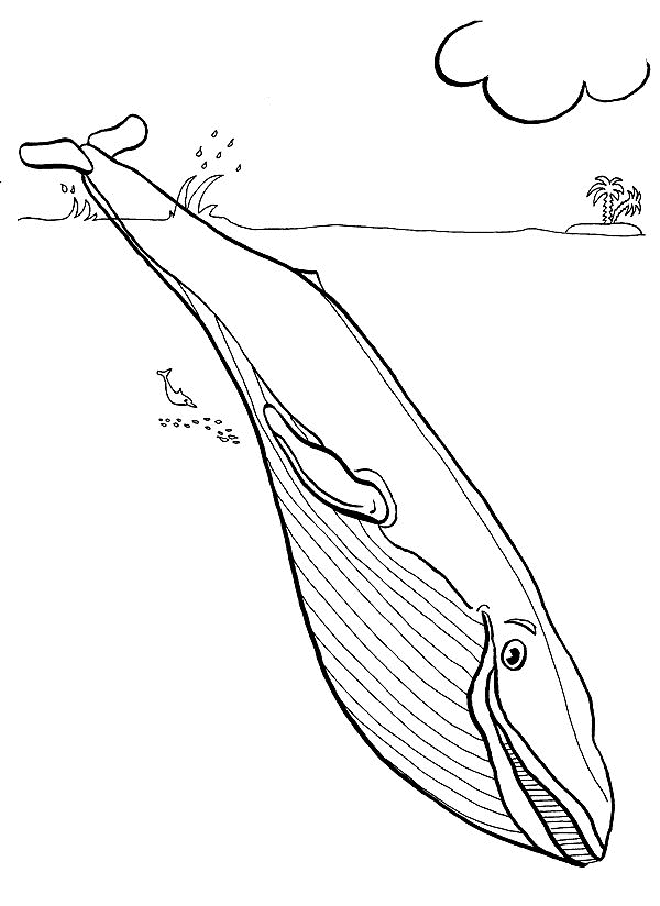 animasi-bergerak-mewarnai-hewan-binatang-laut-0013