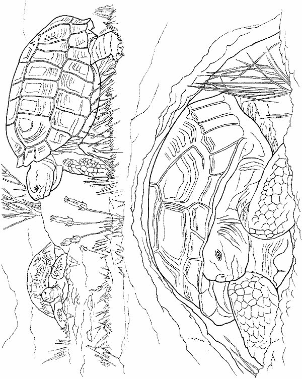 animasi-bergerak-mewarnai-kura-kura-penyu-0021