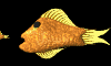animasi-bergerak-ikan-0123